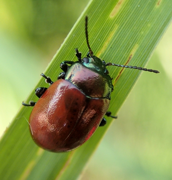 Chrysolina grossa